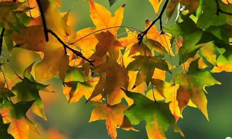 這幾種“鄉土樹種”火熱都是必然！