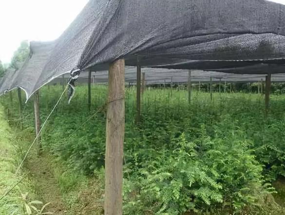 夏季苗木養(yǎng)護注意事項之遮蔭防日灼篇